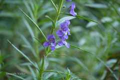 Angelonia biflora